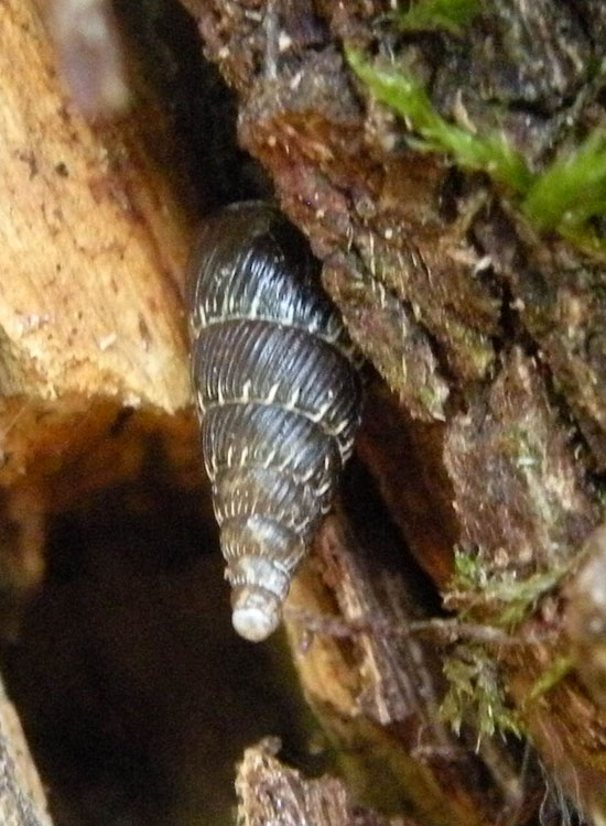 Verosimile Clausiliidae